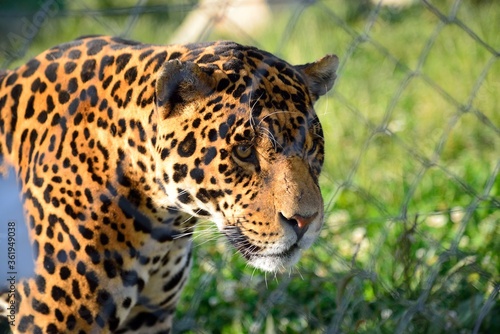 Head of a leopard in a zoo