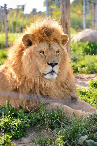 Lion lying in the grass in the zoo
