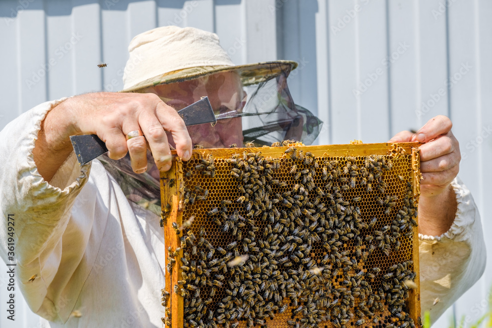 A beekeeper in protective clothing holds a frame with honeycombs, examines bees in the apiary. Preparing for the harvest of honey. A beekeeper in protective clothing holds a frame with honeycombs, examines bees in the apiary. Preparing for the harvest of honey.