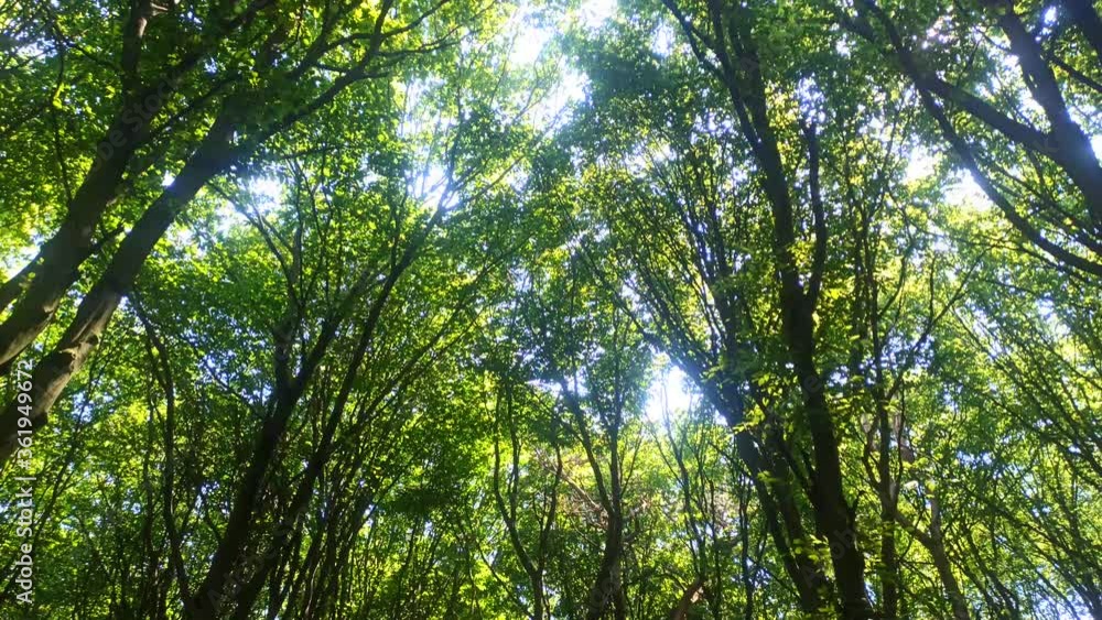 Beautiful forest. The rays of the sun make their way through the green leaves of the trees. Summer view. With Sound of the nature, birds singing, 4K video
Beautiful forest. The rays of the sun make their way through the green leaves of the trees. Summer view. With Sound of the nature, birds singing, 4K video
