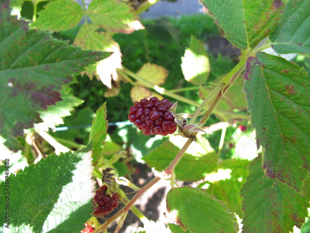 Thornfree blackberry, Rubus fruticosus, a blackberry shrub in late summer in the garden