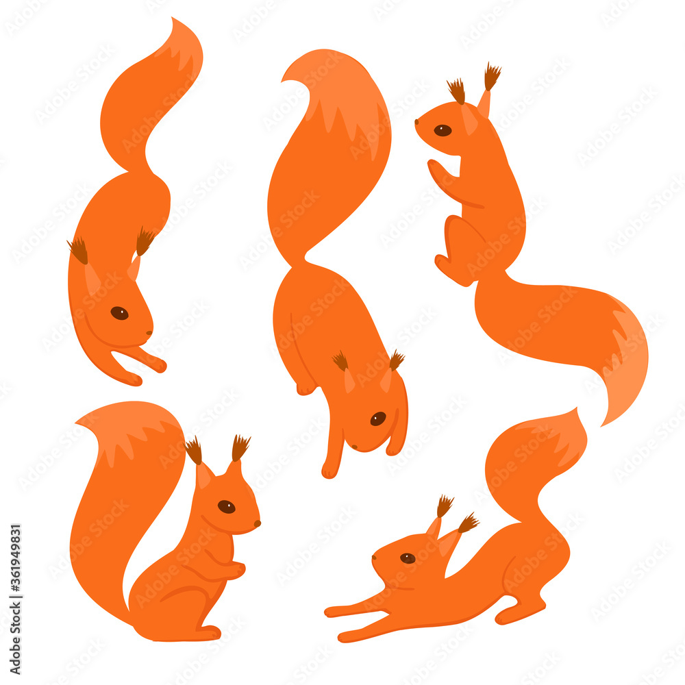 Fototapeta premium Set of red squirrels in various poses