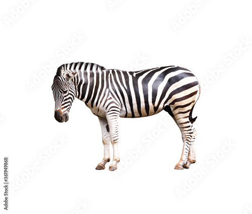 Zebra standing single isolated on white background , clipping path