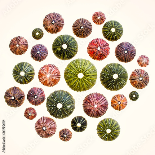 collection of colorful sea urchins on back lighted white background