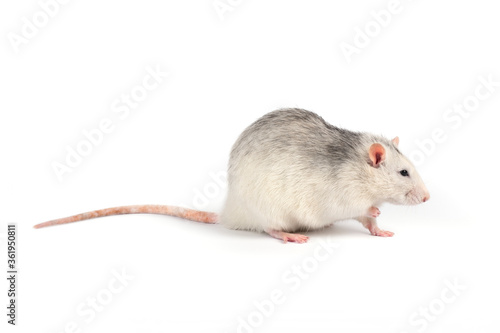 Funny and fat gray rat with long tail isolated on white background.