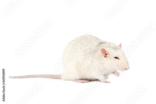 Funny and fat light gray rat with long tail isolated on white background. © esvetleishaya