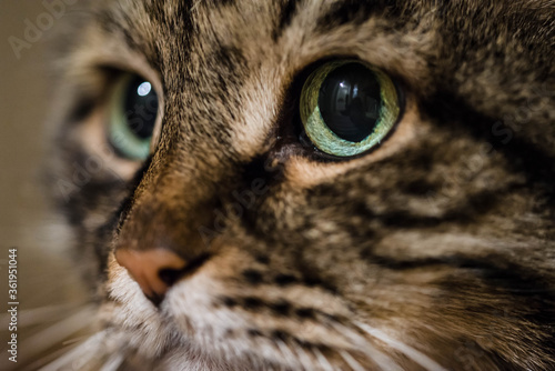 Fototapeta Naklejka Na Ścianę i Meble -  Close up macro portrait of a cat