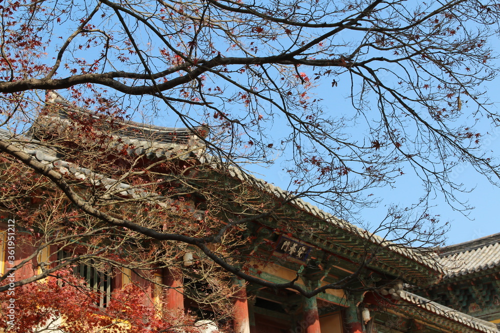 Autumn red maples with the korean traditional building at Bulguksa Temple in Gyeongju, South Korea Autumn red maples with the korean traditional building at Bulguksa Temple in Gyeongju, South Korea