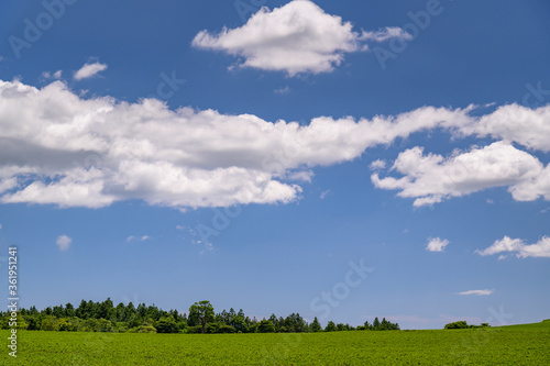 green tea field scene with blue sky