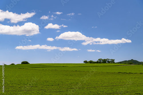 green tea field scene with blue sky