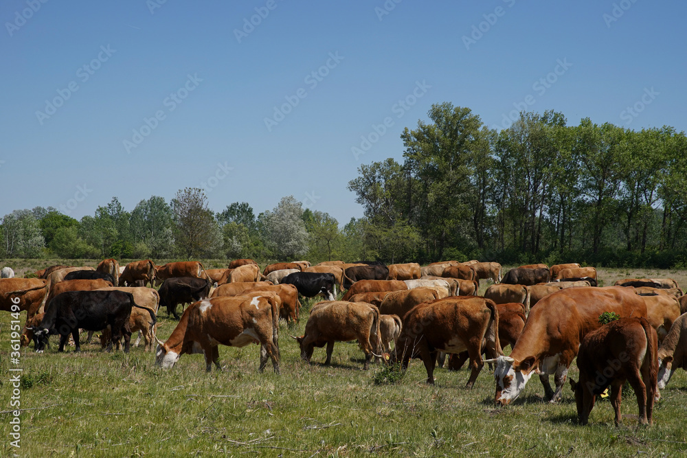 Cattle cows and calves graze in the grass. keeping cattle under the open sky. Blue sky with clouds. Europe Hungary