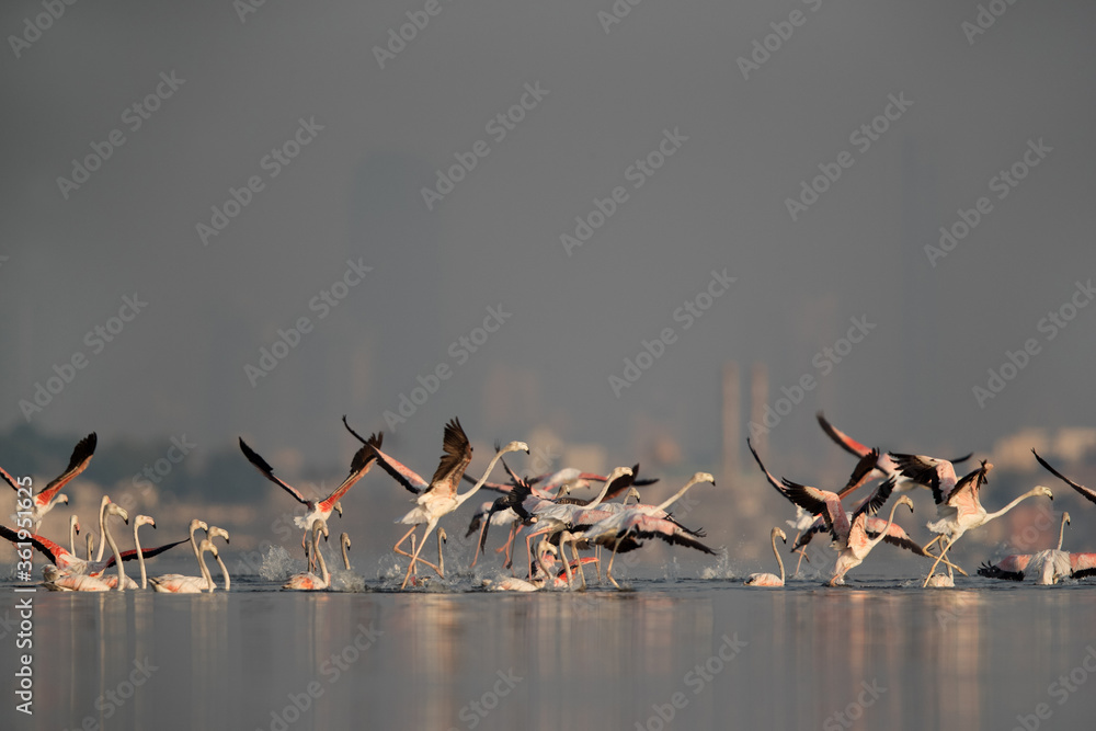 Fototapeta premium Greater Flamingos running to fly at Aker coast, Bahrain
