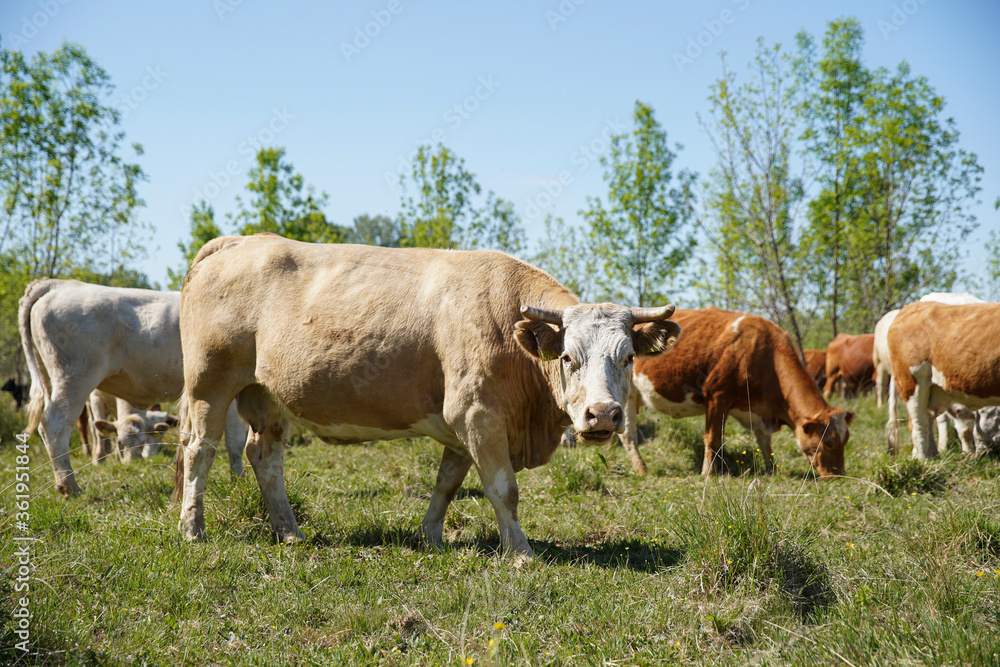 Cattle cows and calves graze in the grass. Cattle breeding free range. Europe Hungary Cattle cows and calves graze in the grass. Cattle breeding free range. Europe Hungary