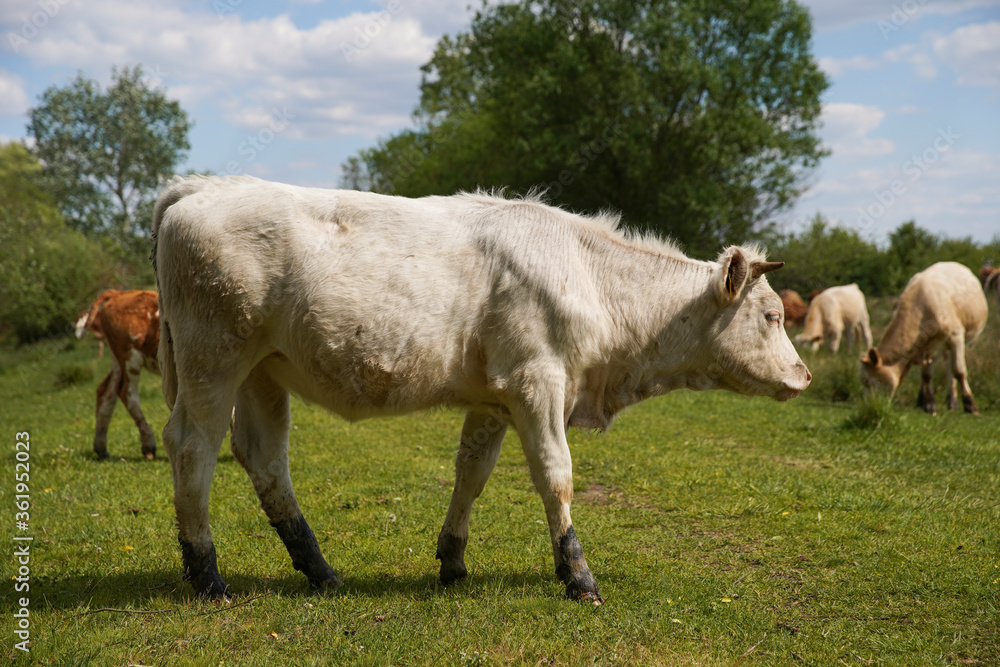 Cattle cows graze in the grass on a farm. Keeping cattle outdoors. Cattle-breeding. Blue sky with clouds. Europe Hungary