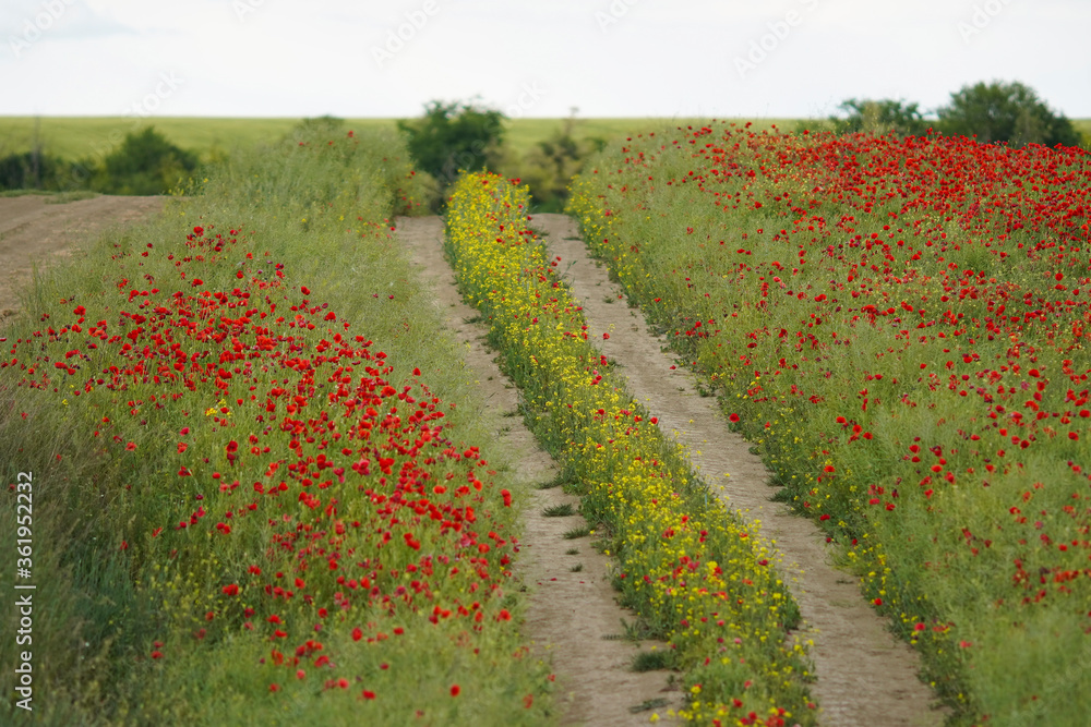 yellow and red flowers bloom in a field separated by a path. the flowers are canola and poppy