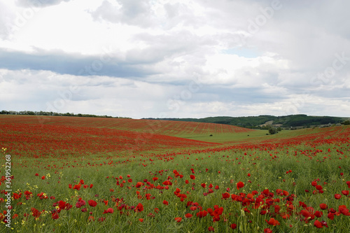 Red poppies on the spring meadow, gray clouds in the sky. Europe Hungary