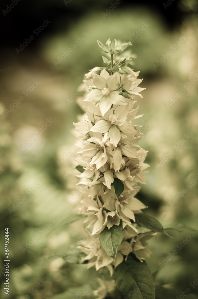 flower flower
