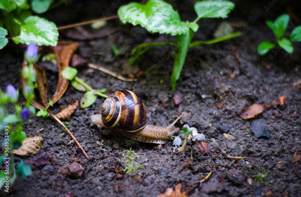 snail on a leaf snail on a leaf