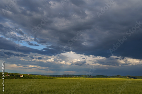 Wheat or barley field under storm cloud before rain. The clouds are purple and dark blue. In the background you can see a village. Beautiful landscape.