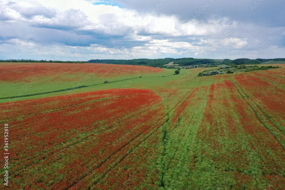 Breathtaking beautiful aerial view of a poppy field growing among rapeseed. Aerial view of the drone from above. Green background with red flowers. Stormy gray clouds.