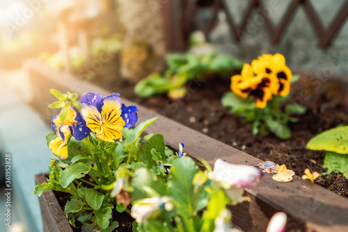 Planted colorful summer flowers in yard. Warm sunny day, Selective focus, Sun flare. Gardening and outdoor decoration concept.