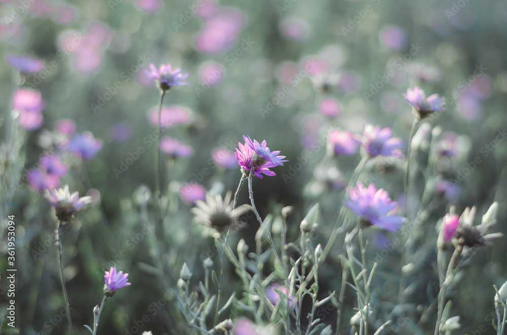 Selective focus. Field of flowers in the rays of the evening sun. Violet wildflowers. Natural background Selective focus. Field of flowers in the rays of the evening sun. Violet wildflowers. Natural background
