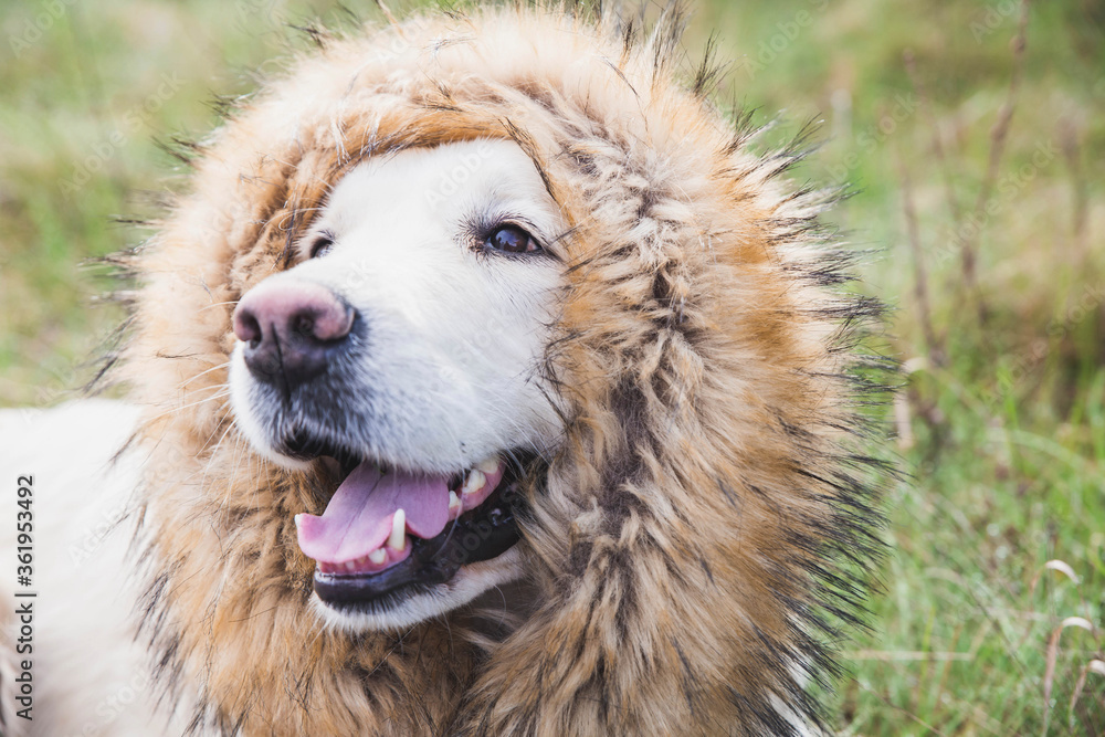 golden retriever dog with fur around the neck like a mane of a lion golden retriever dog with fur around the neck like a mane of a lion