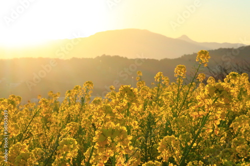 sunset and rape blossoms in the park,japan,kanagawa photo