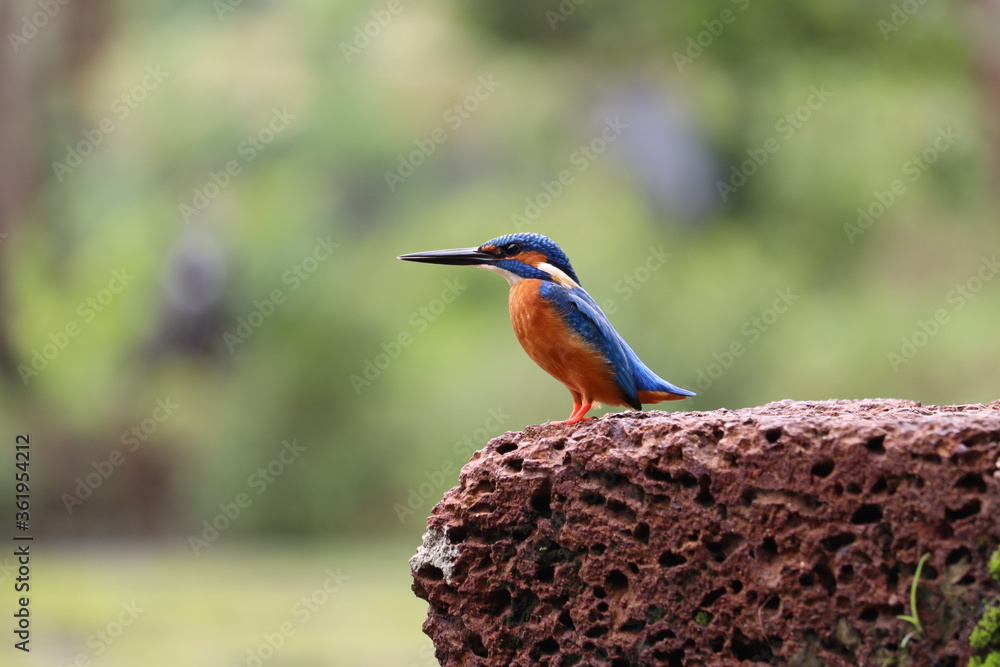 Obraz premium Kingfisher bird observe their surrounding
