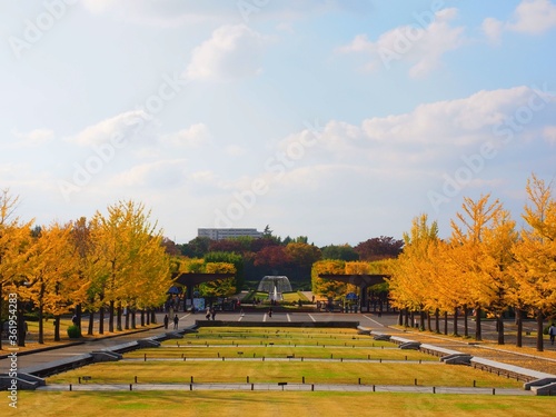 Photography ginkgo tree in a row entrance view of  park