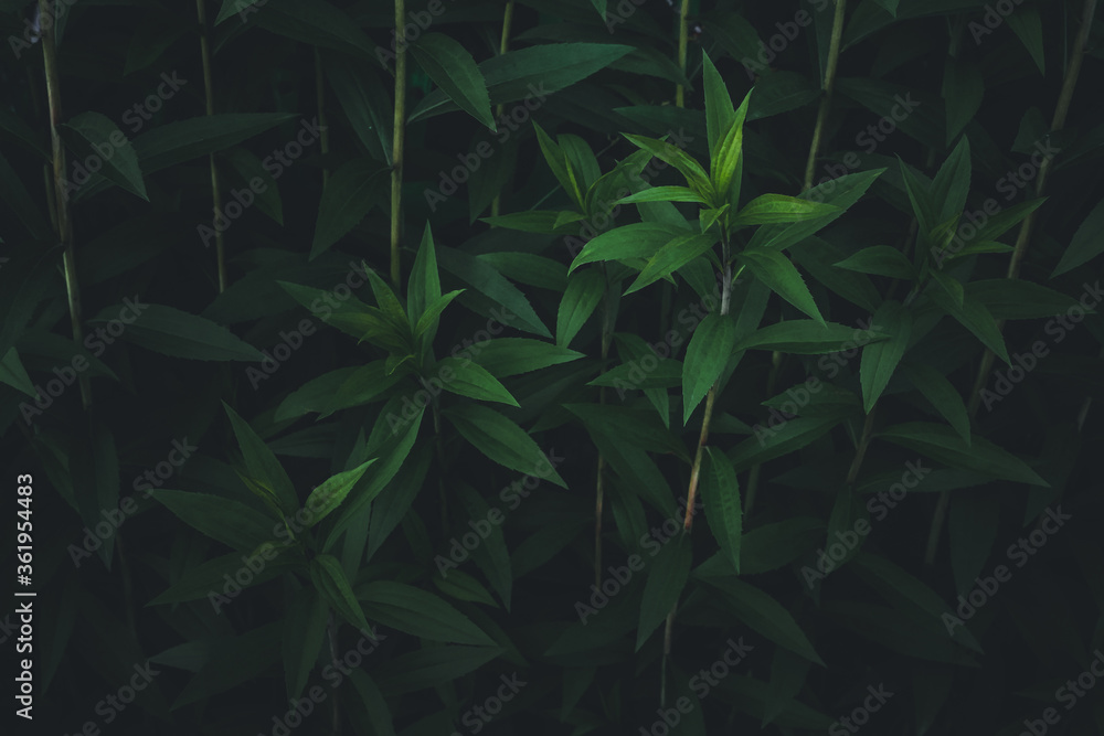 Close up of nature view green leaf on blurred greenery background under sunlight with bokeh and copy space using as background natural plants landscape, ecology wallpaper or cover concept. Close up of nature view green leaf on blurred greenery background under sunlight with bokeh and copy space using as background natural plants landscape, ecology wallpaper or cover concept.