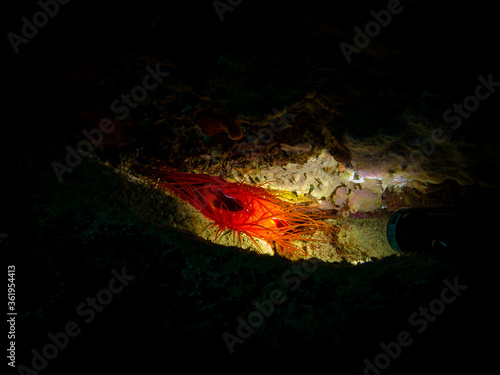 Electric Clam or Ctenoides ales in a lit-up cave with a black background. Photo from a Puerto Galera tropical coral reef, Philippines. Electric flame scallop, disco scallop, and disco clam