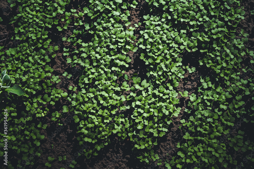 Garden greens in the garden as a background image Garden greens in the garden as a background image