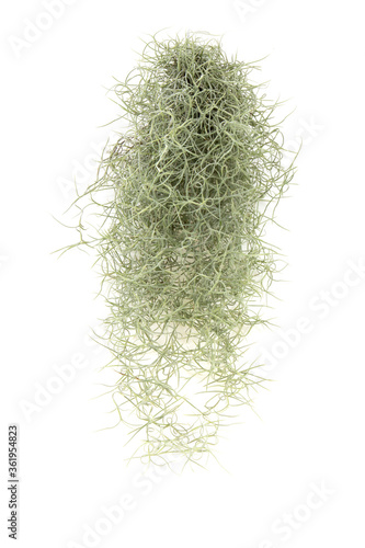 Spanish moss isolated on white background.