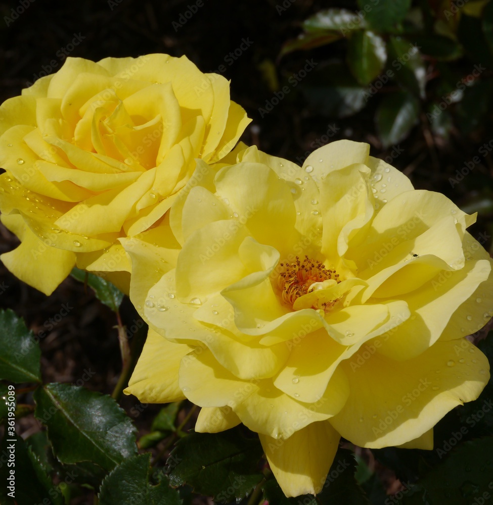 Yellow korresia Rose