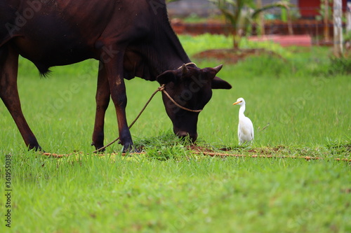 A black cow eat grass and white bittern on the field. photo