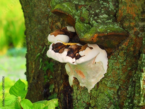 Polypore, Traditional Chinese medicine, called Sarunokoshikake in Japanese photo