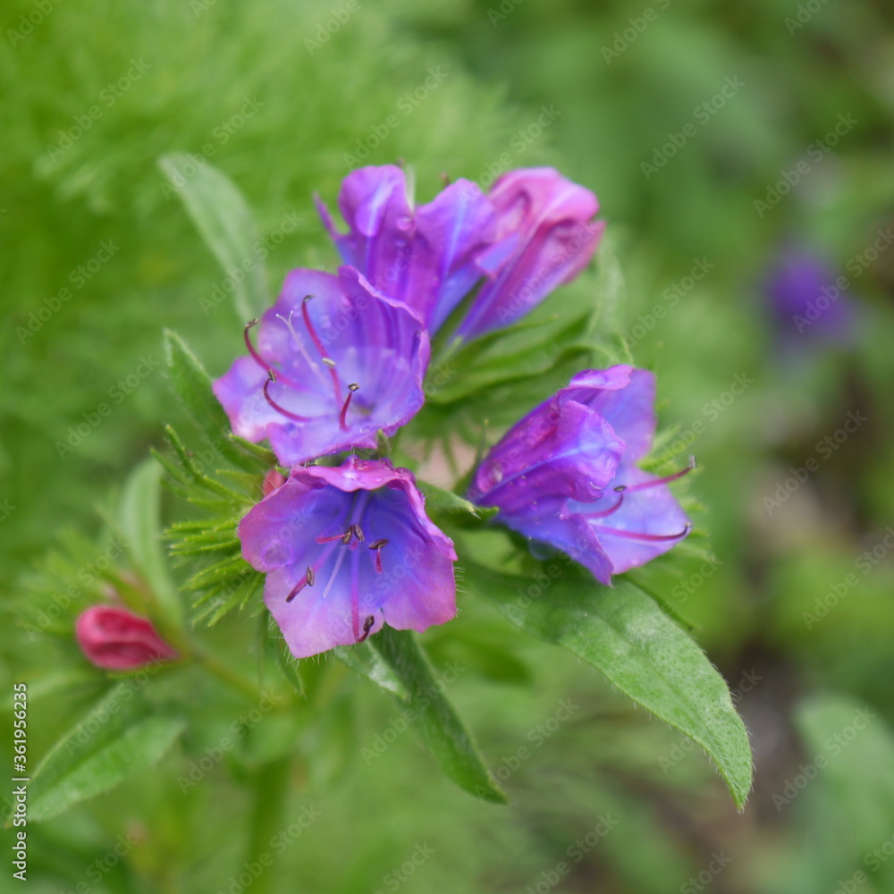 Der Sommertraum aus Blüten Der Sommertraum aus Blüten