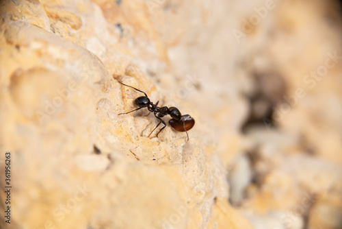 Daily fight of insects for survival.Ants in search of food at dawn around the anthill above a solitary white rock © gerardo