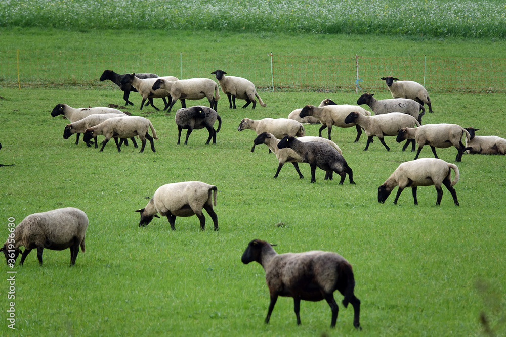 Schafe auf einer Weide Schafe auf einer Weide