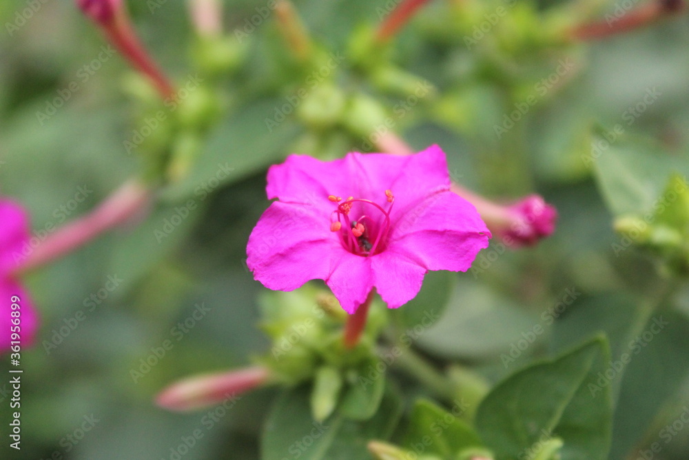 pink flower in the garden pink flower in the garden