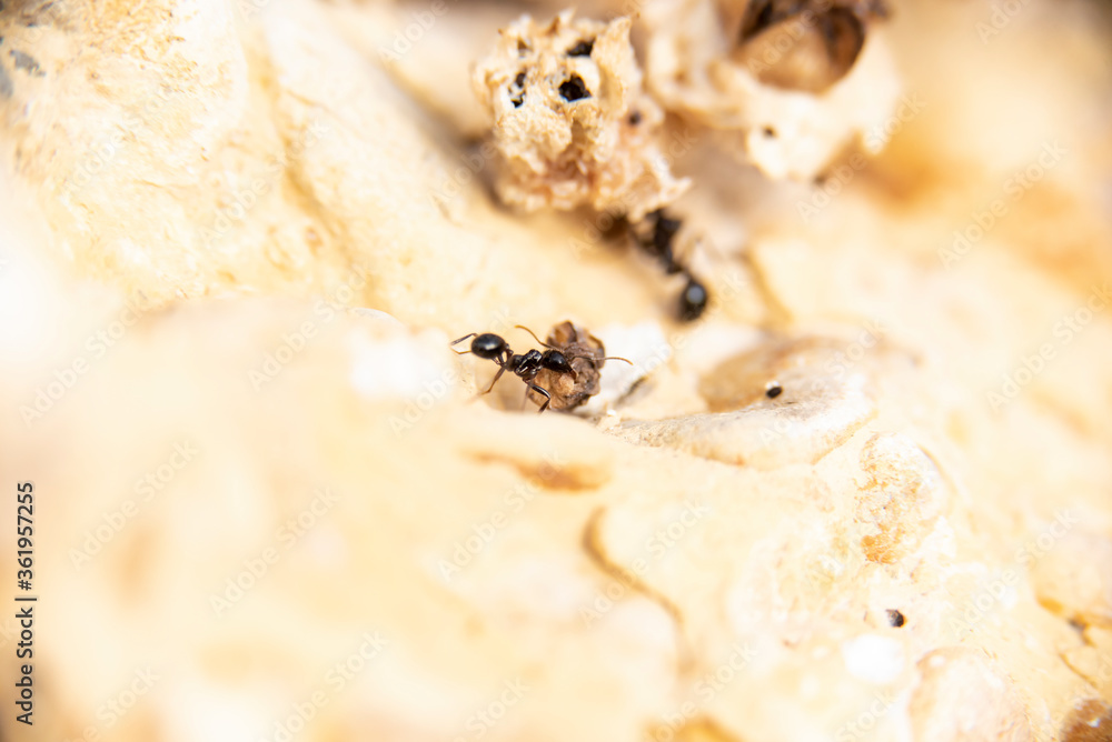 Obraz premium Daily fight of insects for survival.Ants in search of food at dawn around the anthill above a solitary white rock