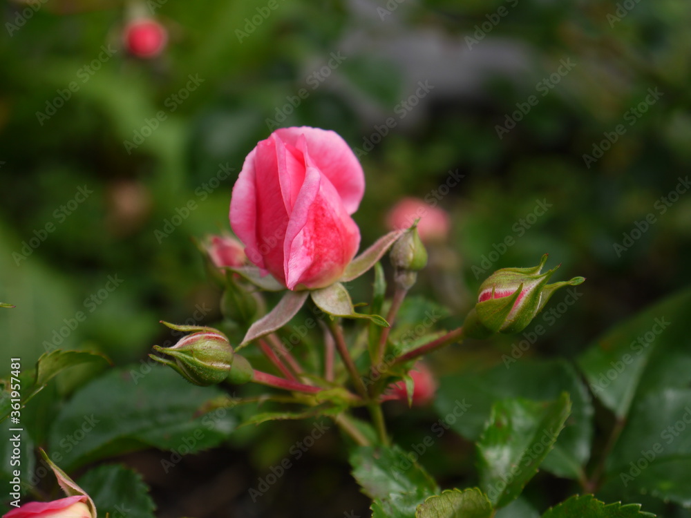 Fototapeta premium Rose