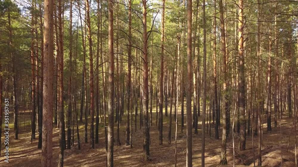 A flying camera flies through a pine forest. A flying camera flies through a pine forest.