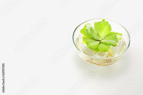 Plant with roots in a bowl of water