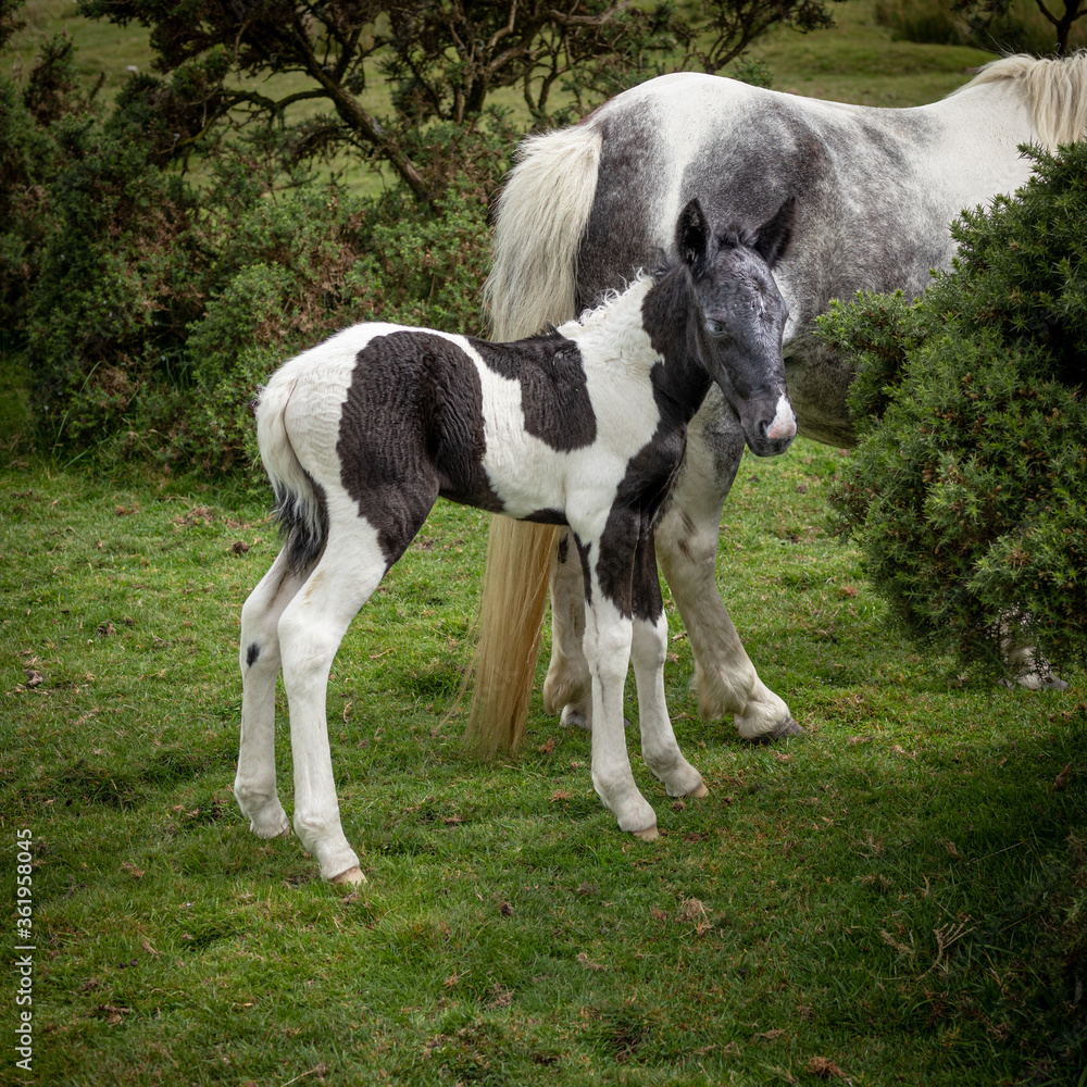 Fototapeta premium Young pony at Minions Bodmin Moor Cornwall