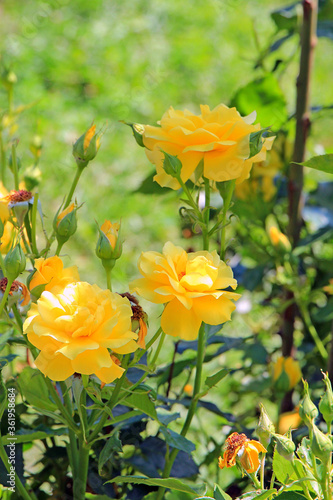 bright beautiful rose in a botanical garden