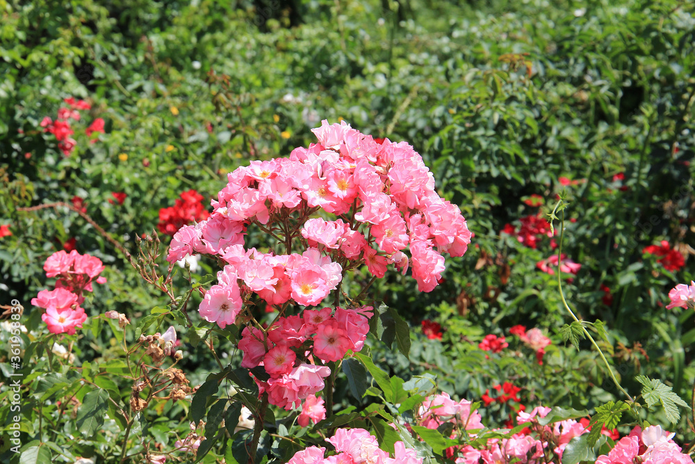 bright beautiful rose in a botanical garden bright beautiful rose in a botanical garden
