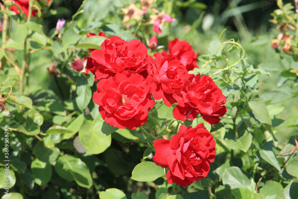 bright beautiful rose in a botanical garden bright beautiful rose in a botanical garden