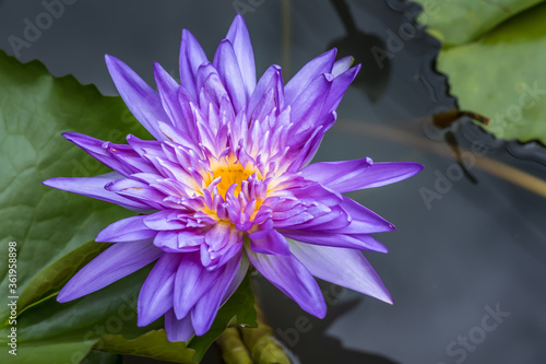 Purple water lily flower in the pond